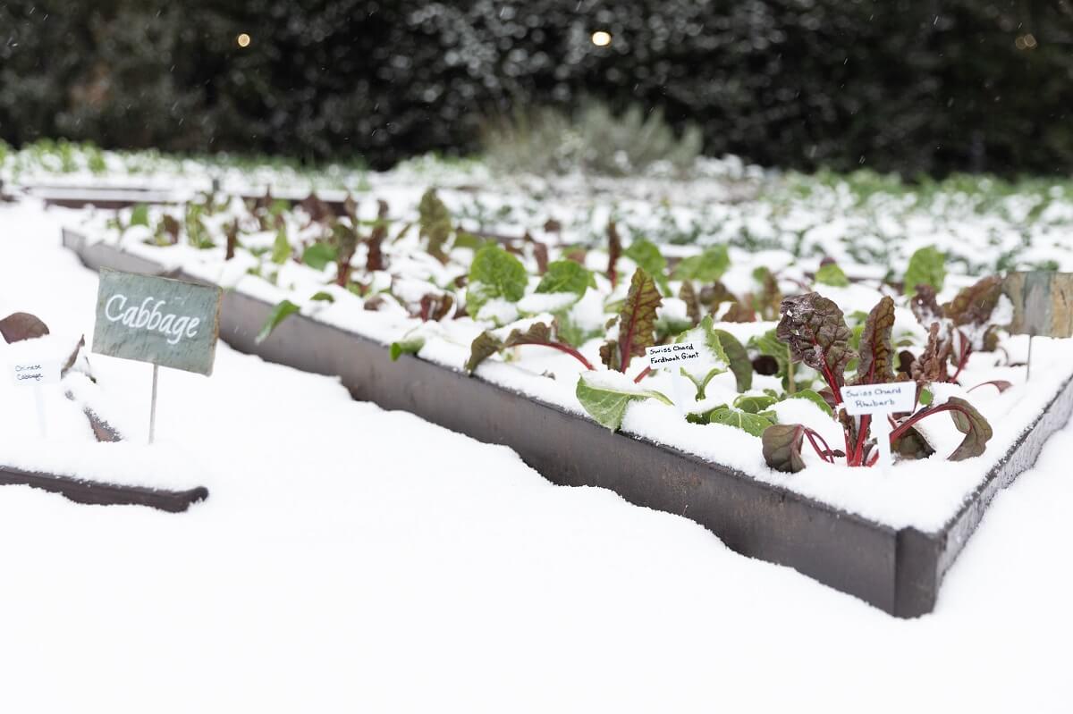 vegetable garden covered in snow