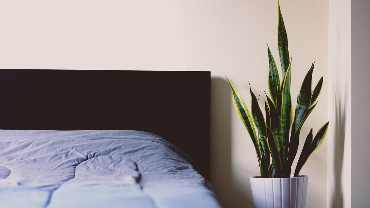 bed linens and snake plant