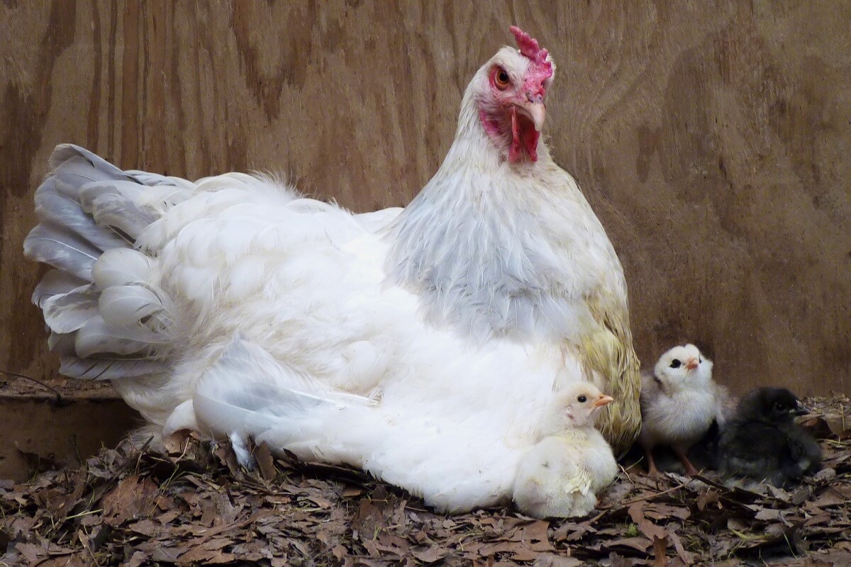 broody hen with chicks