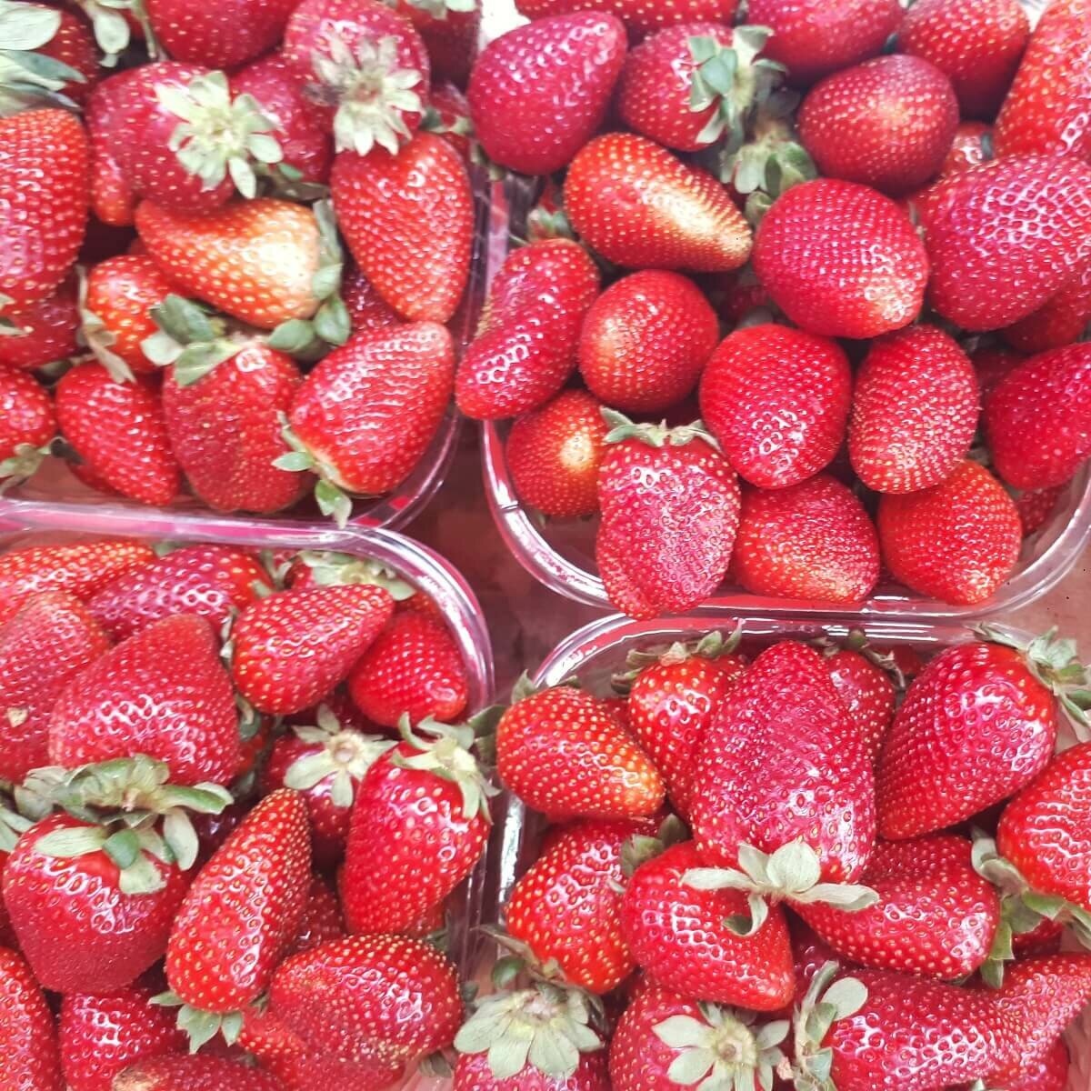 容器的草莓