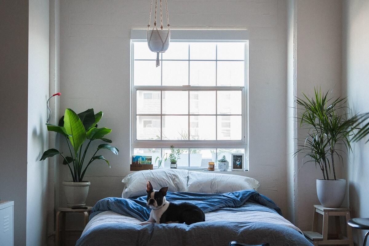 dog on bed by window