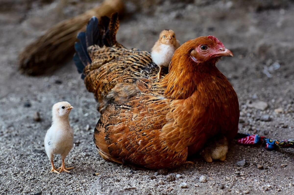 多产的母鸡和小鸡