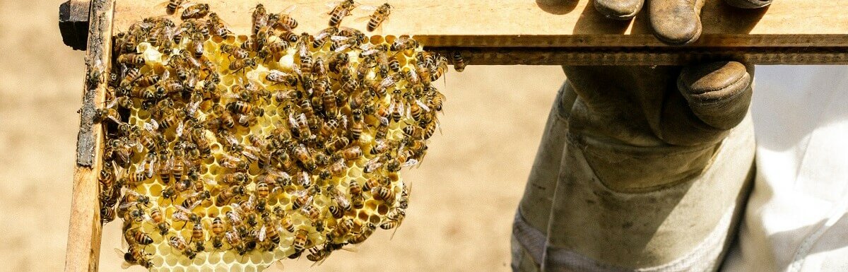 蜂蜜是如何制成的
