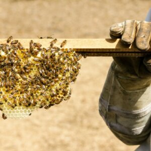 蜂蜜是怎样制成的
