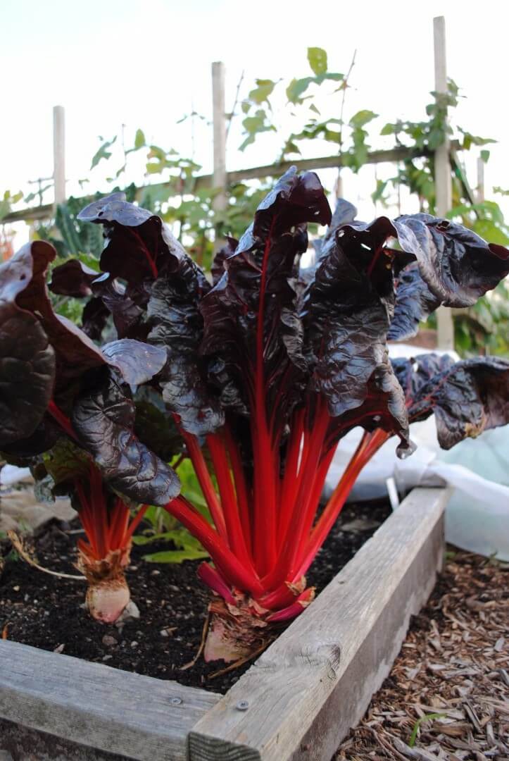 red and purple chard
