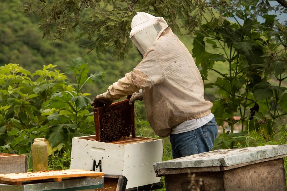 养蜂人收获蜂蜜