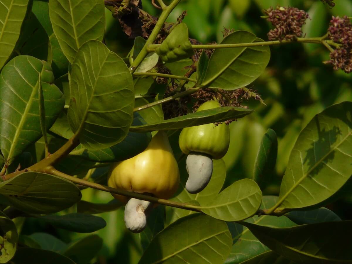 cashews growing on tree