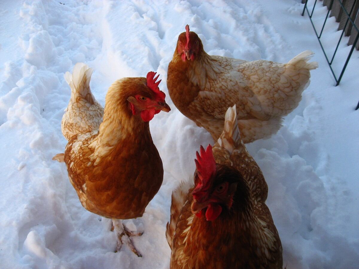 鸡在雪地里