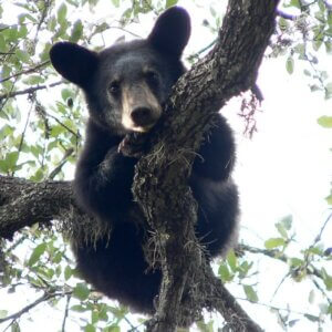 棕熊在树