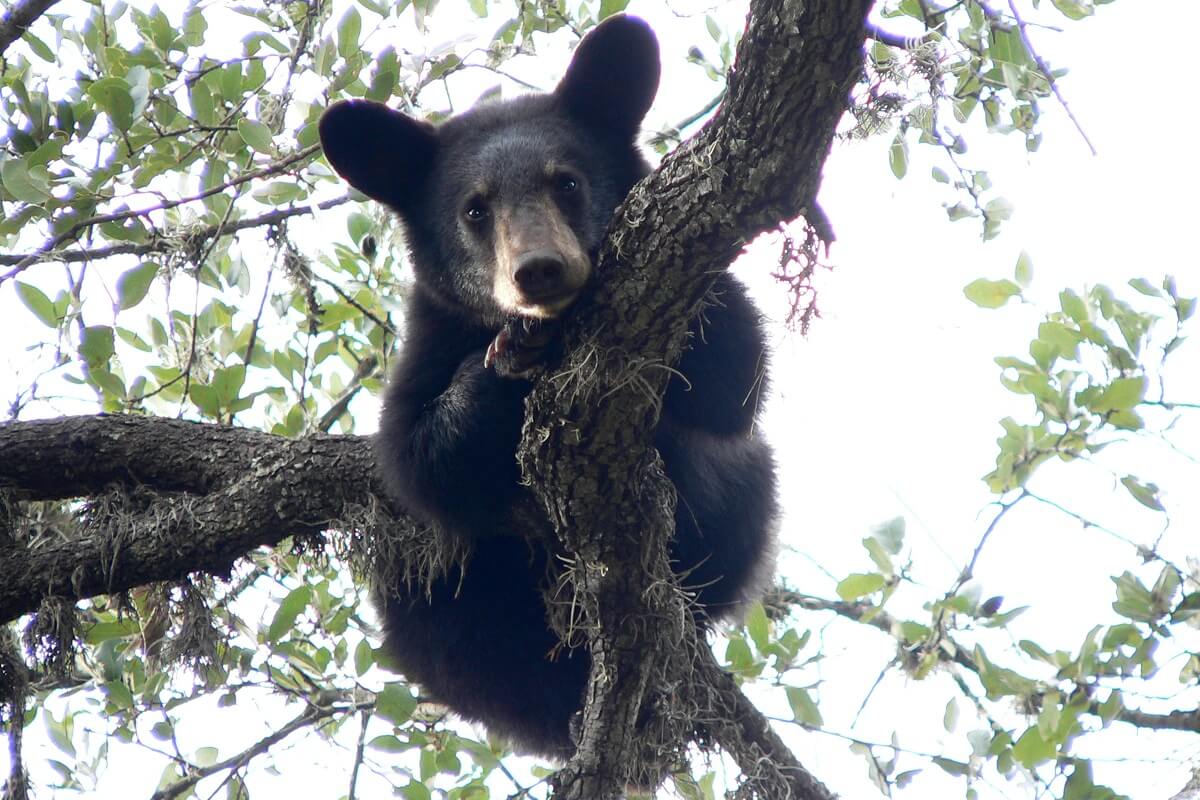 brown bear in tree