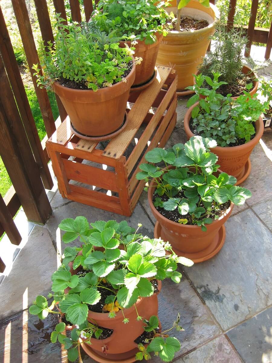 using epsom salts for plants on patio
