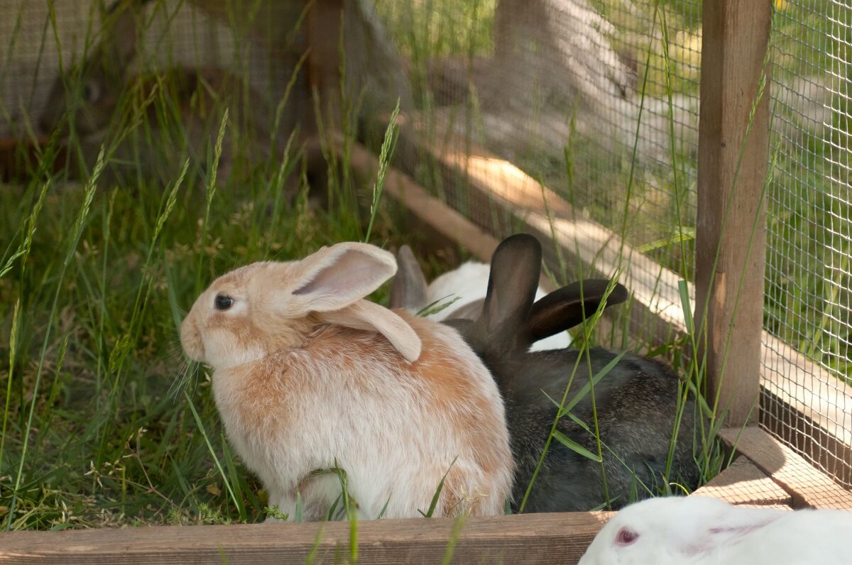 rabbits in free-range pen