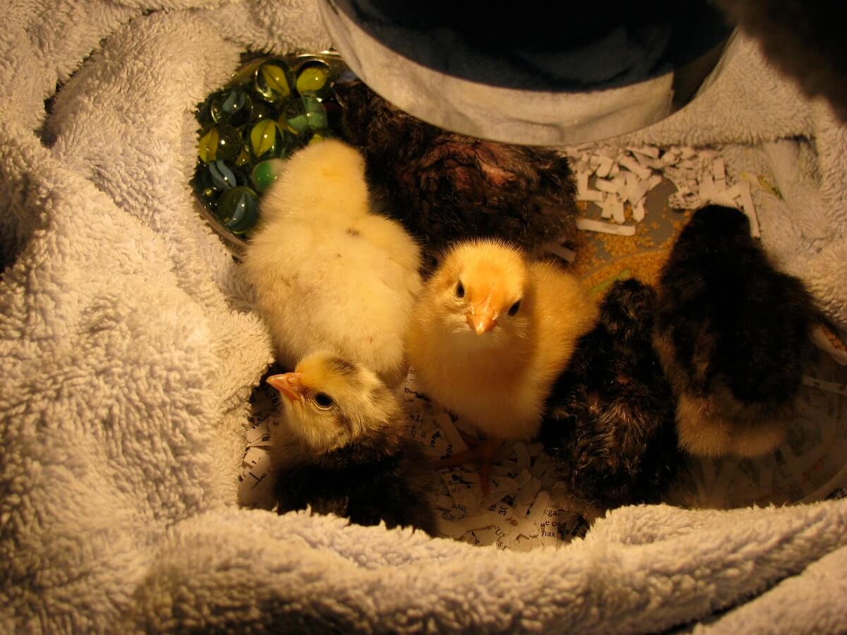 baby chicks blanket