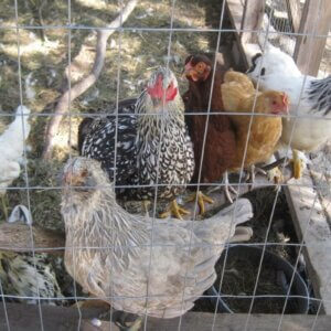 best egg laying chickens