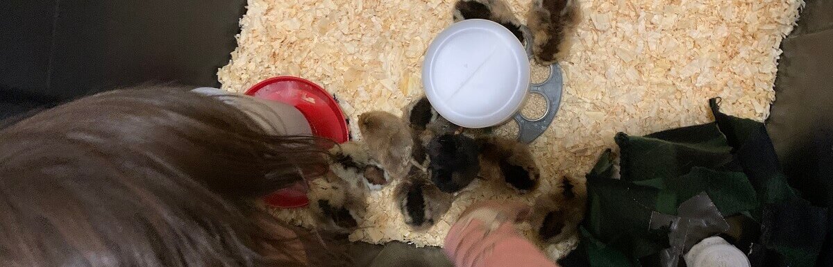 baby chicks in box with feed