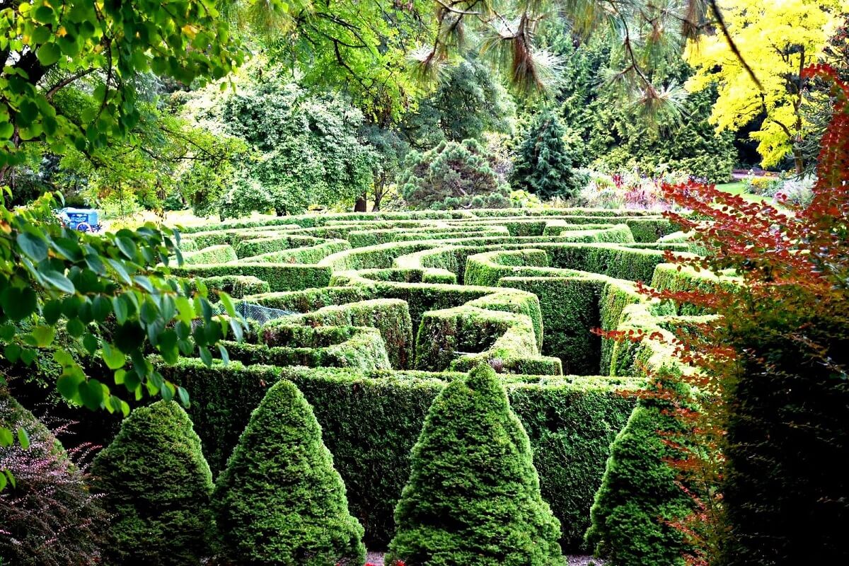 garden topiary maze