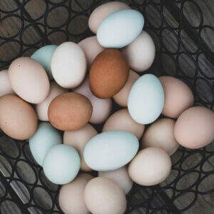 鸡蛋篮子