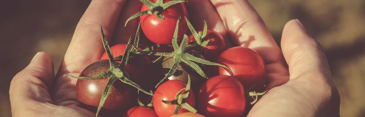 一些西红柿