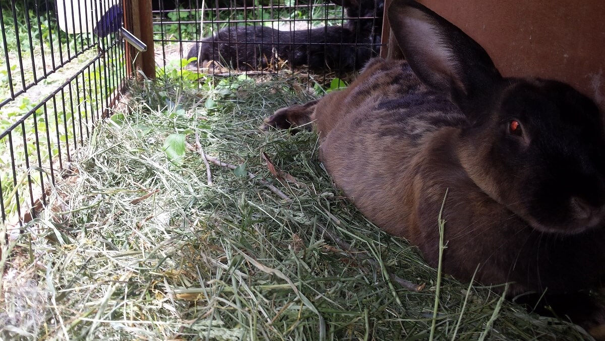 uses for grass clippings in rabbit bed