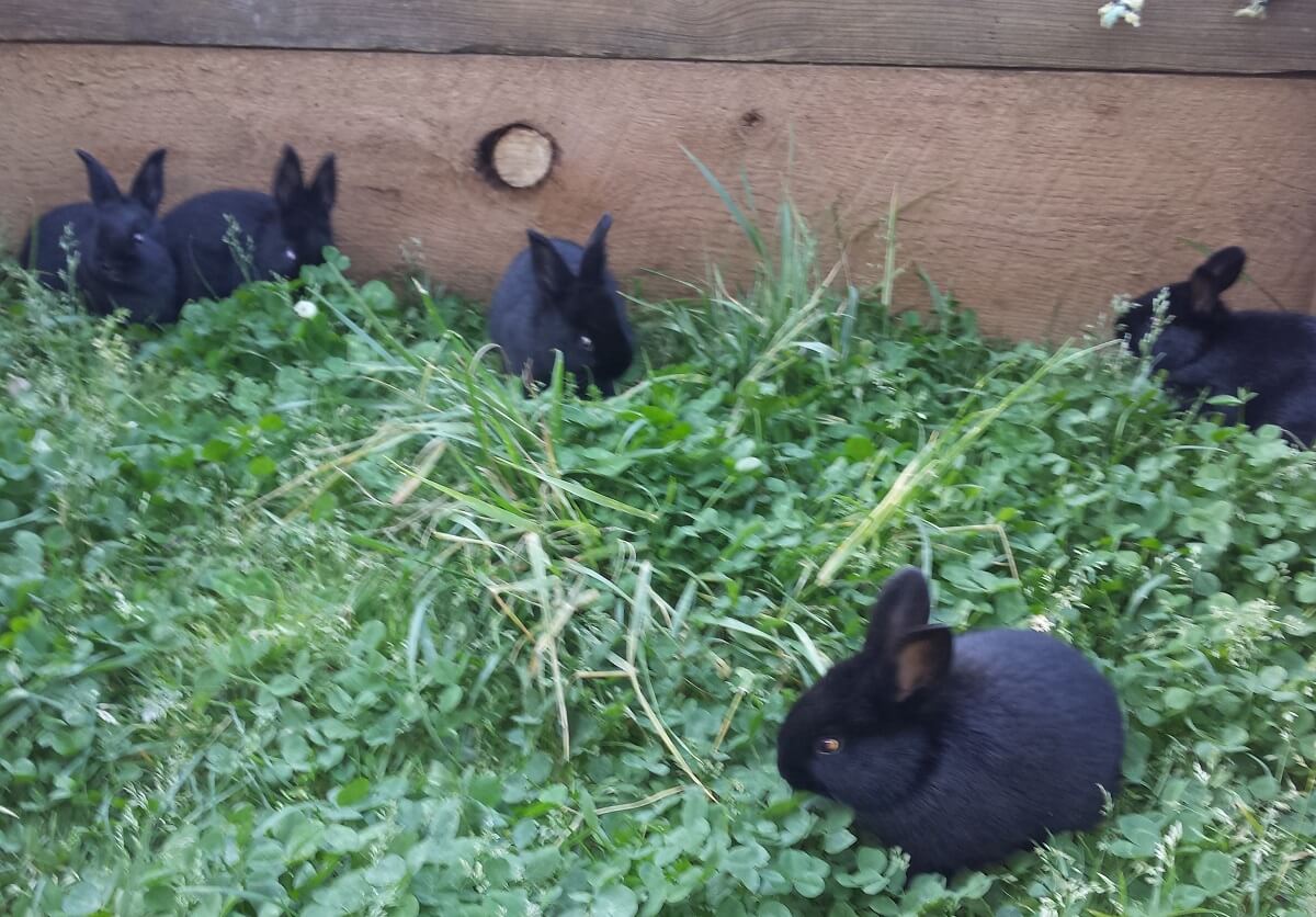 rabbits in grass bedding