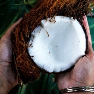 如何收获椰子