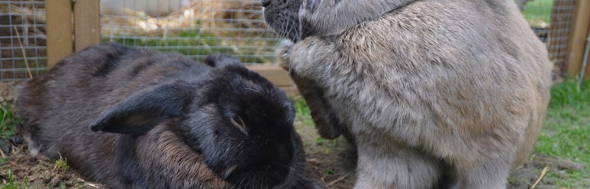 兔子在兔窝
