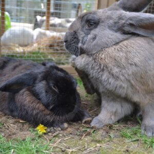 兔子在兔窝