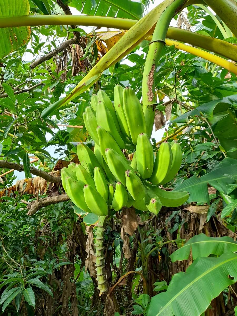香蕉植物果期