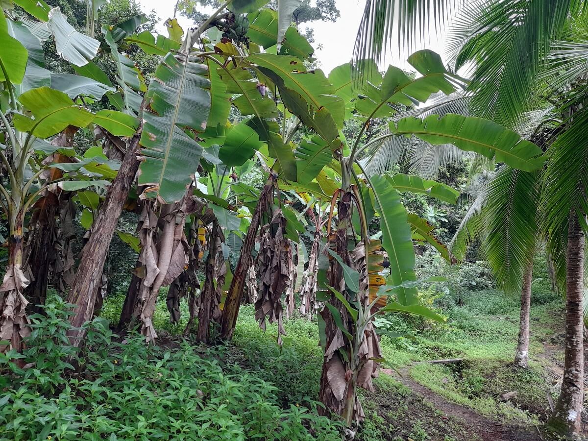 种植香蕉的香蕉植物
