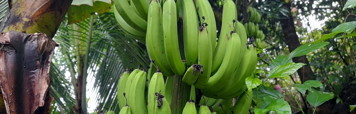 如何种植香蕉