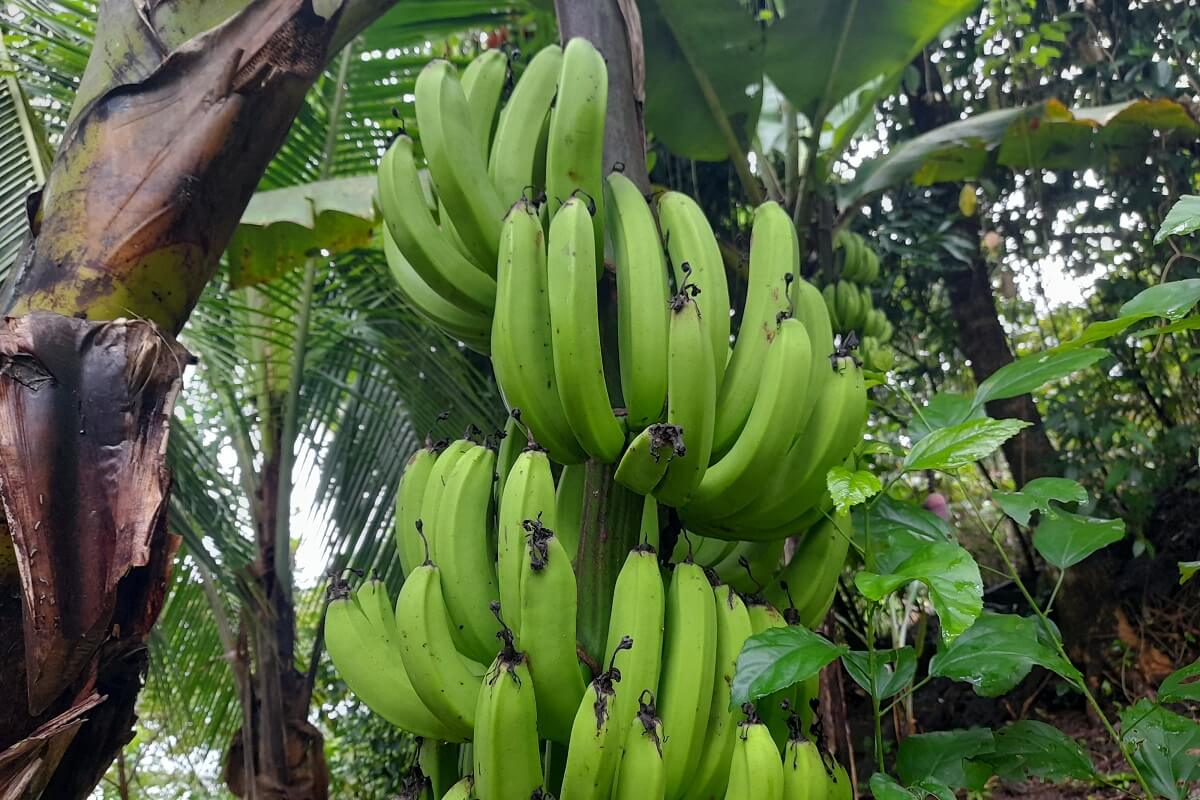 成群种香蕉