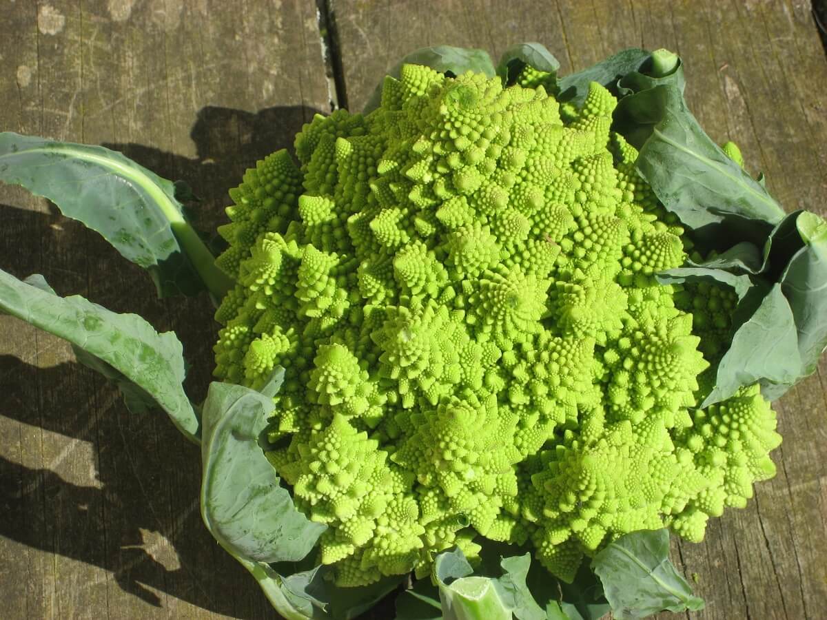 Romanesque broccoli
