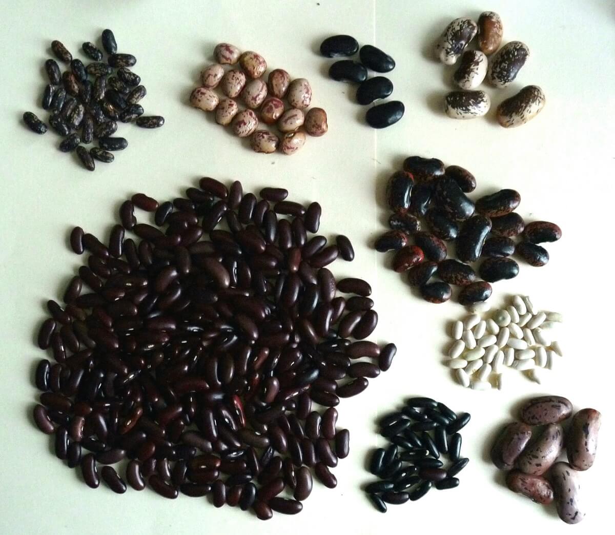 bean varieties