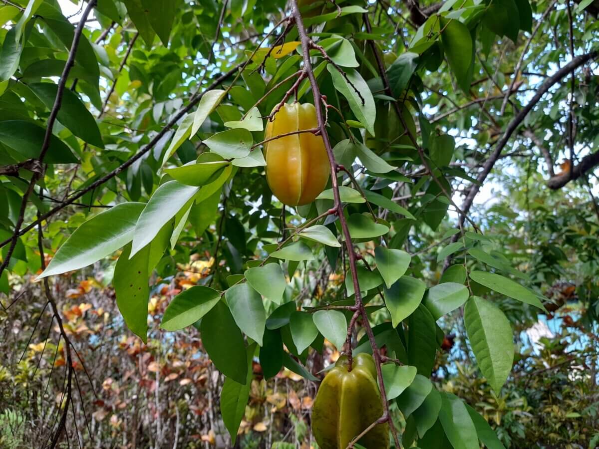 starfruit tropical fruit trees