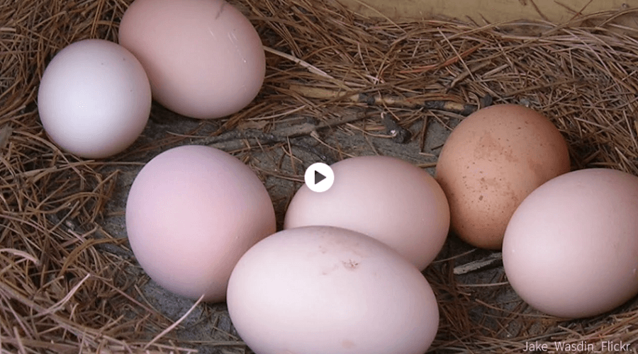 收集鸡蛋
