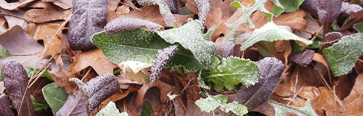 保护植物免受霜用树叶