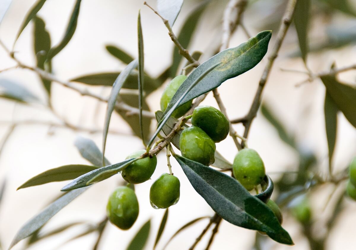 橄榄对自制的橄榄油