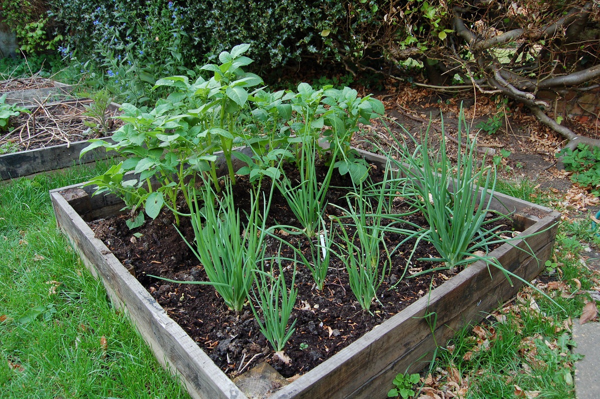 shallots and potatoes in a garden bed