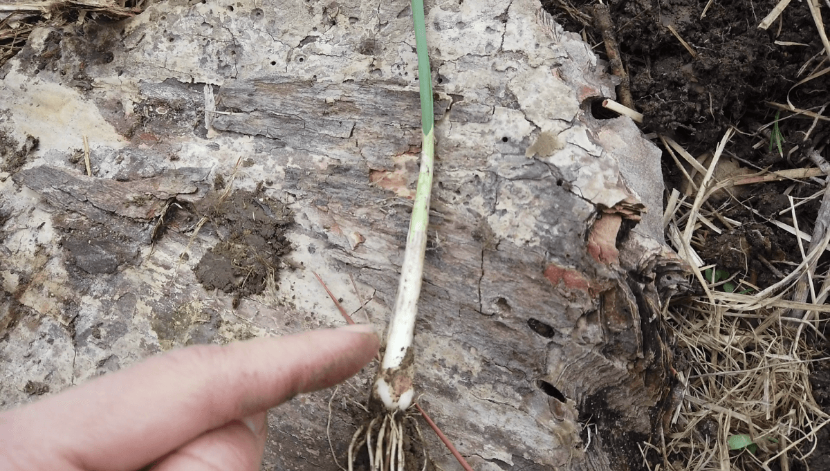 field-garlic-leaves