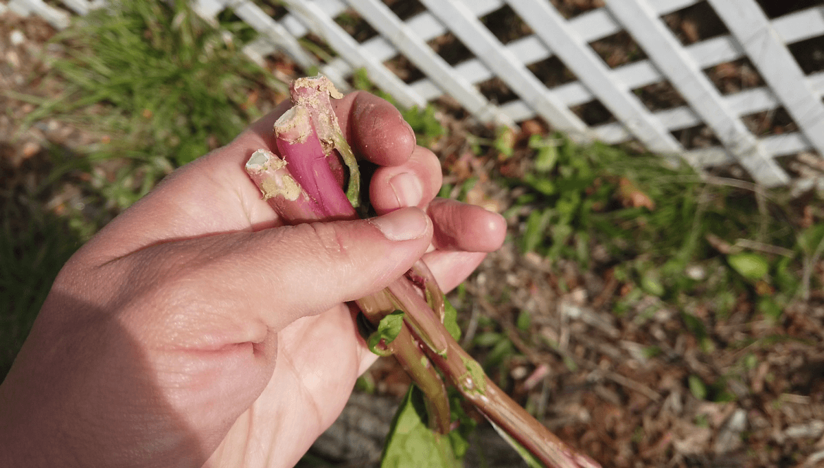 early-spring-pokeweed-shoots