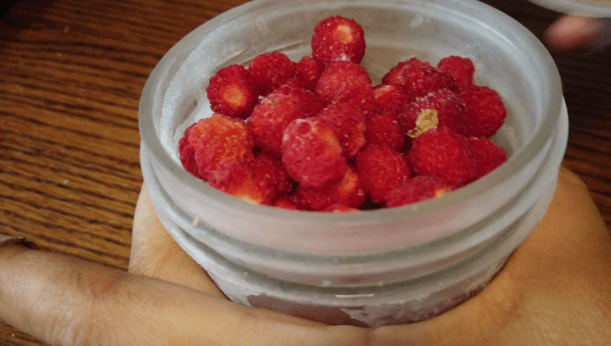冰冻的野草莓