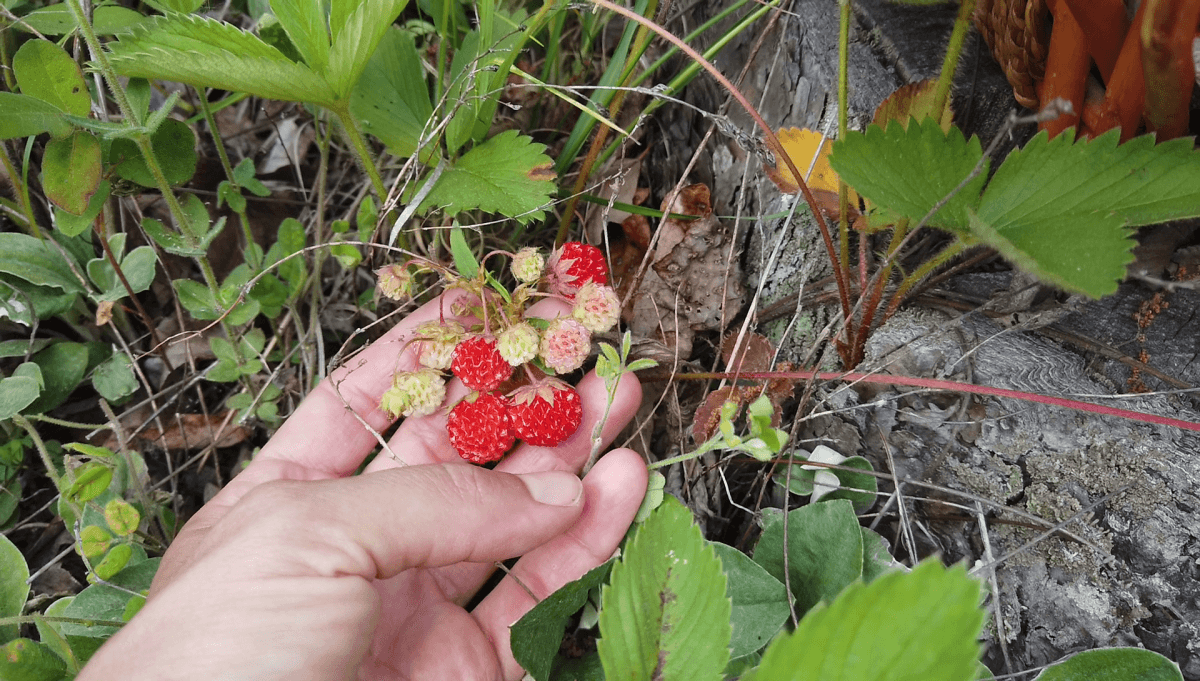 野生starwberries