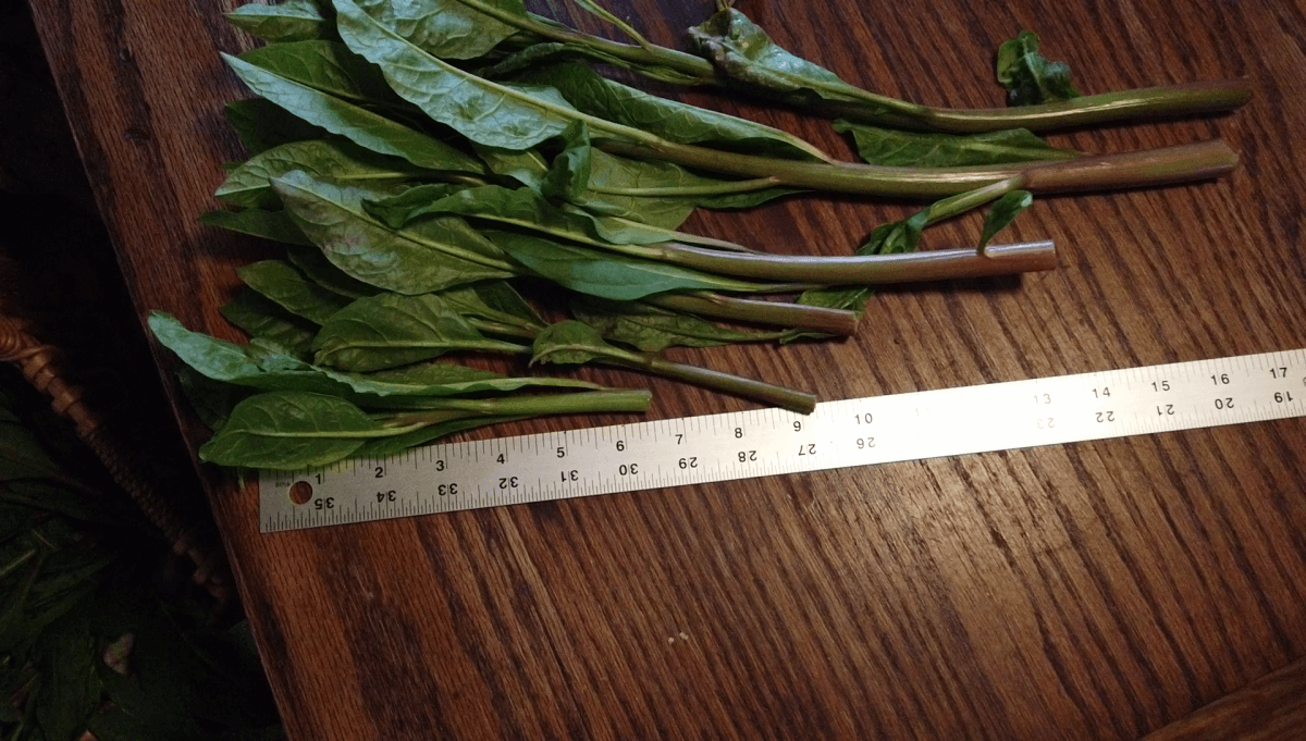 pokeweed-length