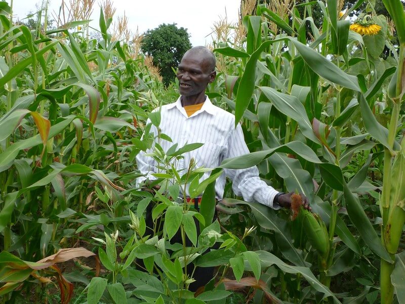 FARMER PRACTICING MAIZE-PIGEON PEA INTERCROPPING