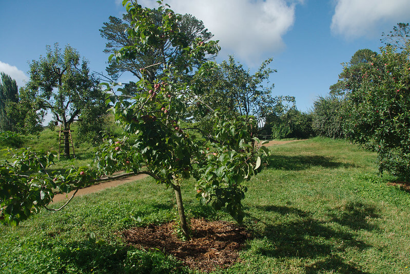 fruit tree orchard