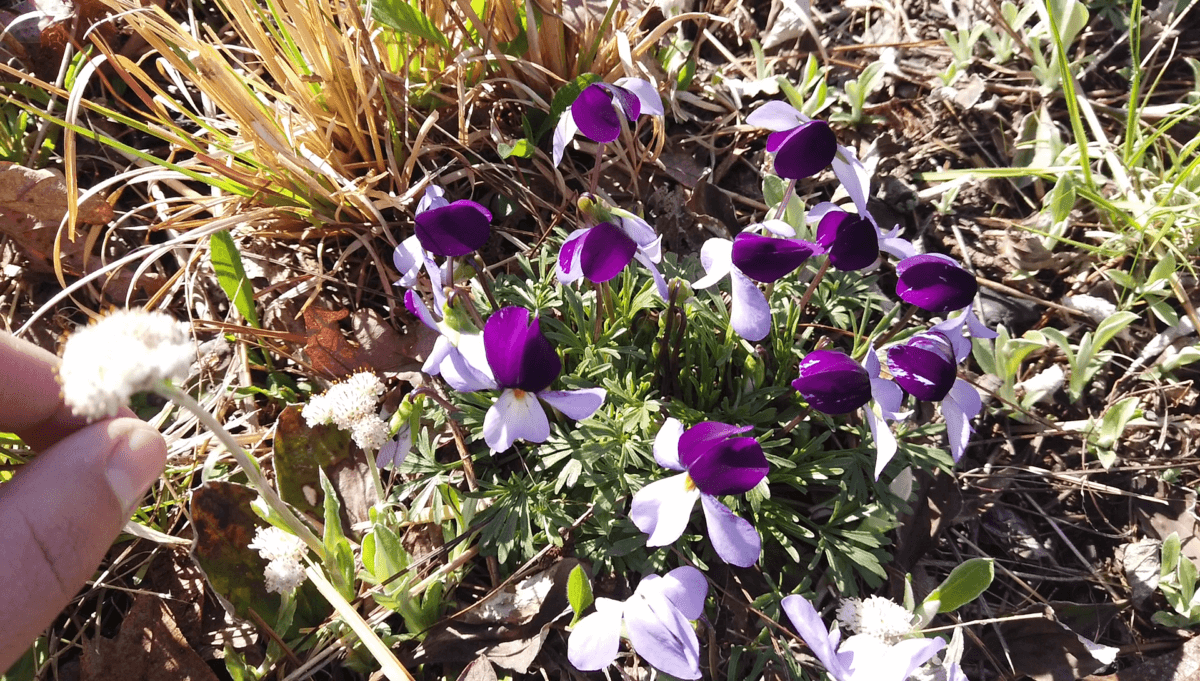 紫色(中提琴spp)。