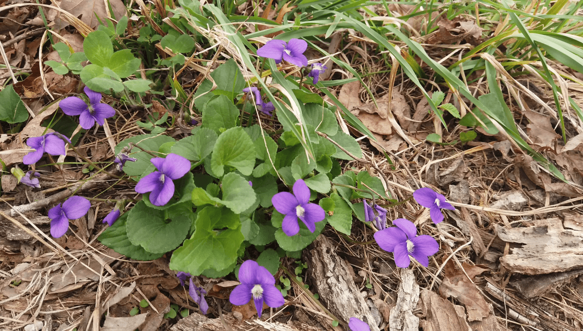 紫色(中提琴spp)。