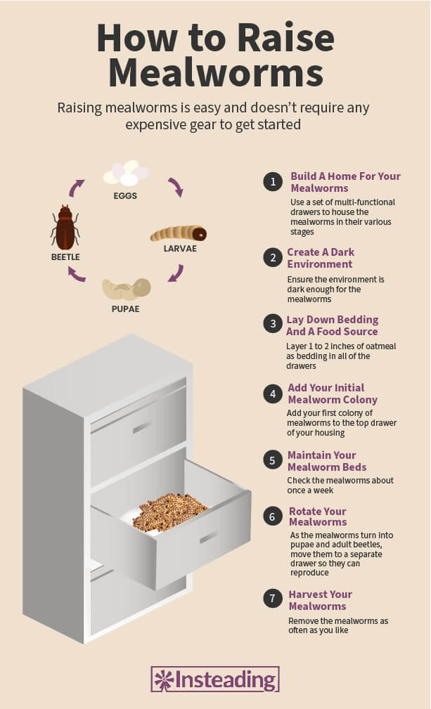 关于如何饲养粉虫的信息图