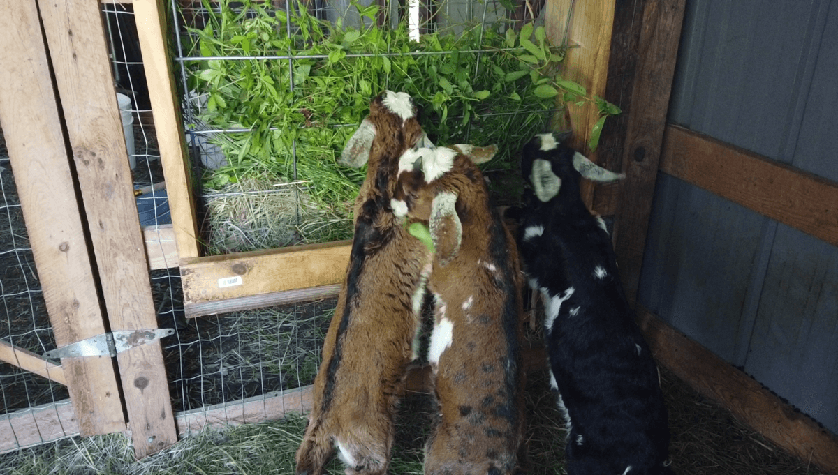goats eating
