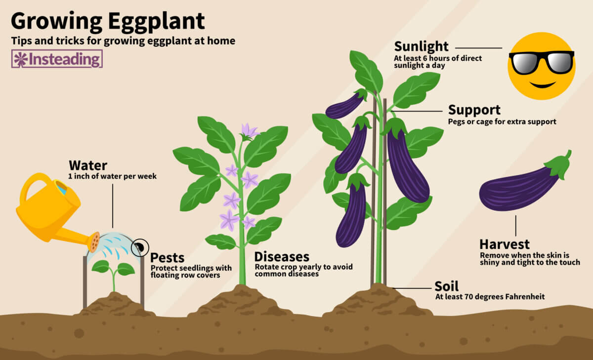 种植茄子图显示了不同的步骤需要种植和收获茄子